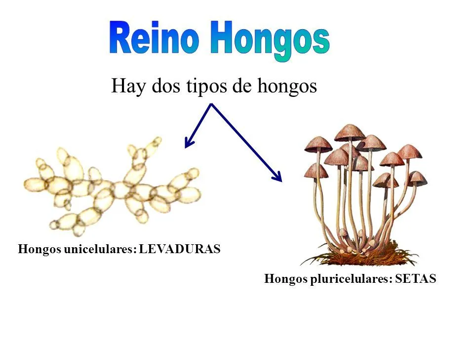 REINO FUNGI. - ppt video online descargar