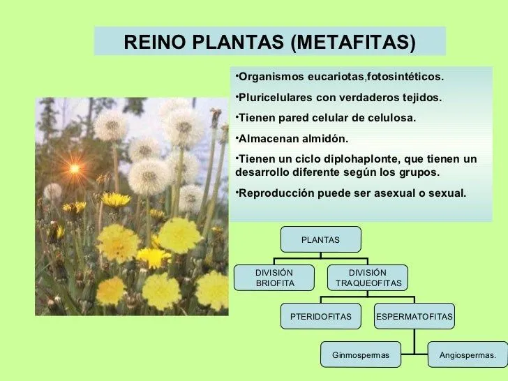 Reino Planta