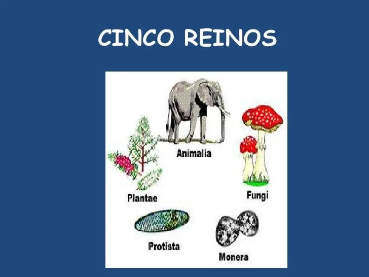 Reino plantae