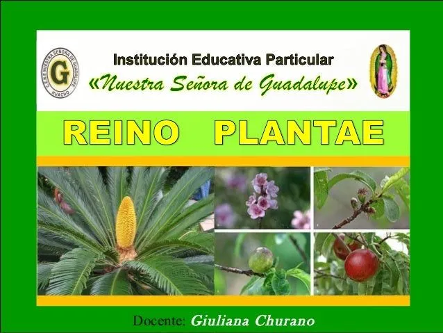 Reino plantae 1