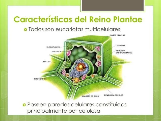 reino-plantae-4-638.jpg?cb= ...