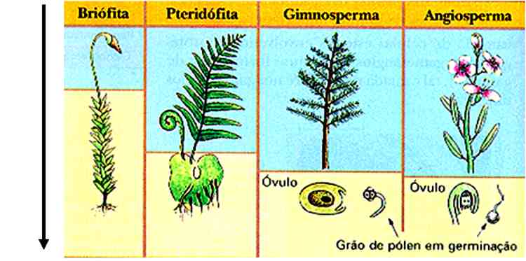 Reino Plantae e Fungi on emaze