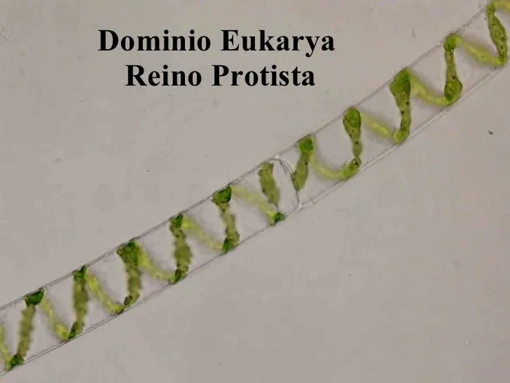 Reino Protista