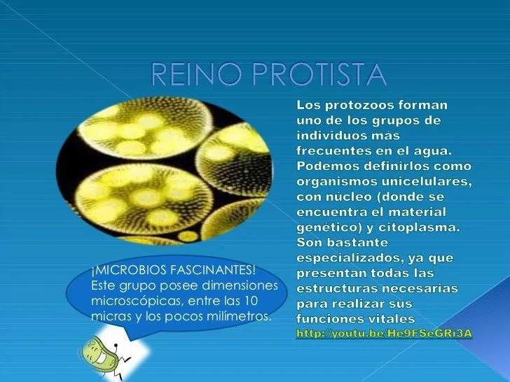 Reino protista