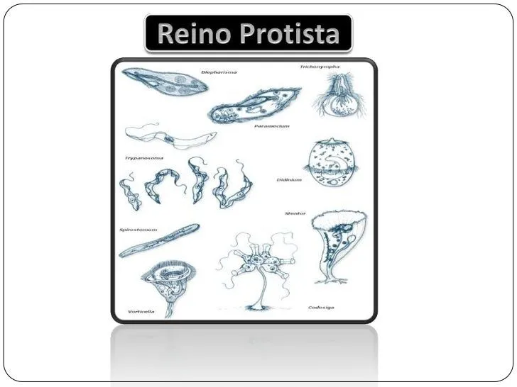 Reino protista