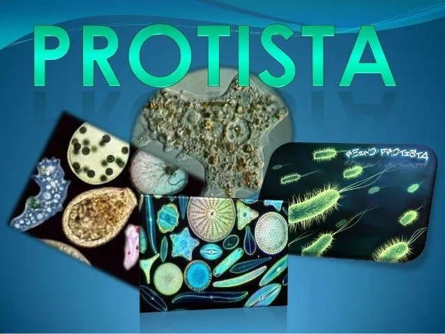 Reino protista