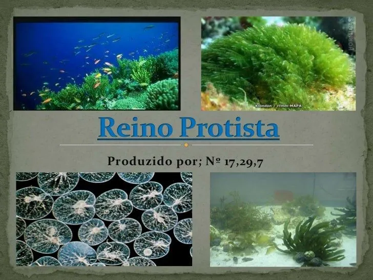 Reino protista