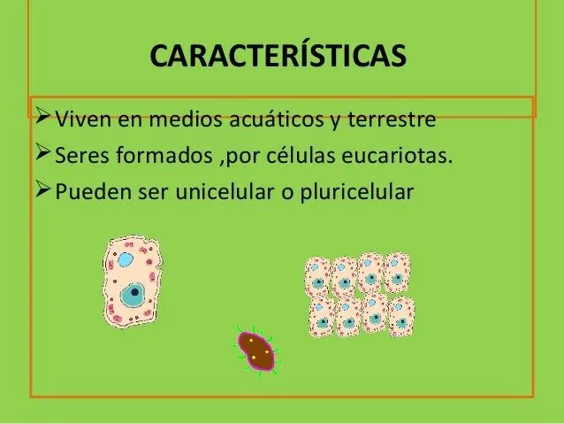 reino-protista-2-638.jpg?cb= ...