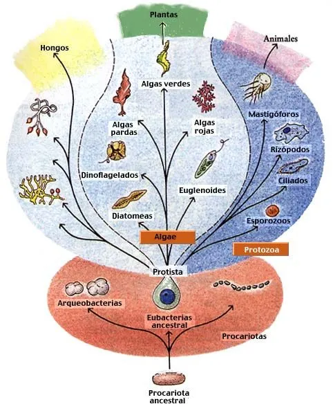 Reino protista dibujos - Imagui