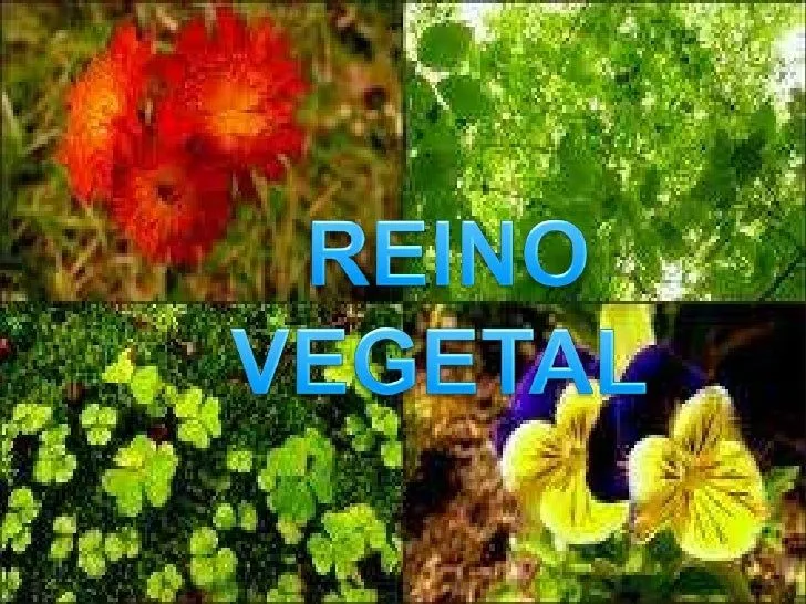 Reino Vegetal y Animal