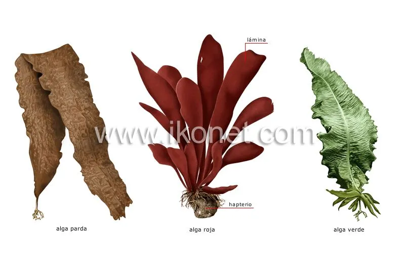 reino vegetal > alga > ejemplos de algas imagen - Diccionario Visual