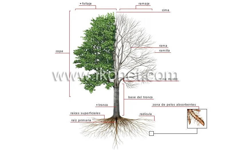 reino vegetal > árbol > anatomía de un árbol imagen - Diccionario ...