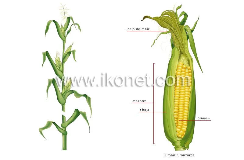 reino vegetal > cereales > maíz imagen - Diccionario Visual