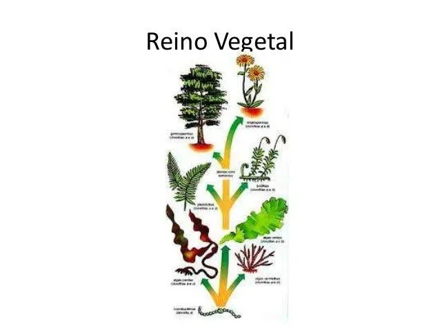 reino-vegetal-pap-grabacin-5-1 ...