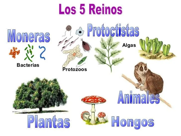 Los 5 reinos