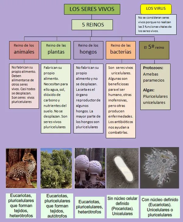 LOS CINCO REINOS: Características principales | CIENCIAS LICEO ...