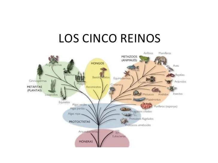 5 reinos myo