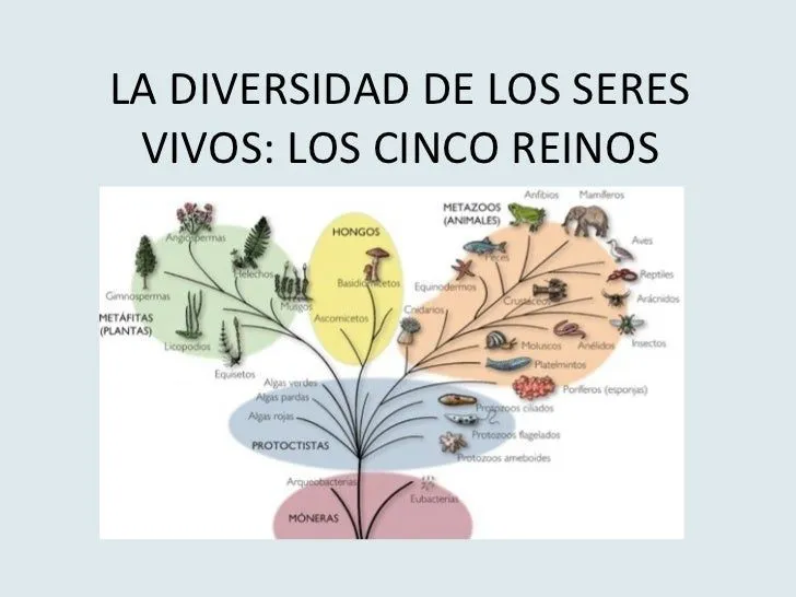 5 reinos myo 2 eso