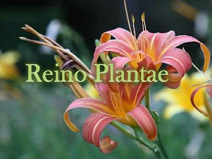 Reinos plantae animalia y fungi