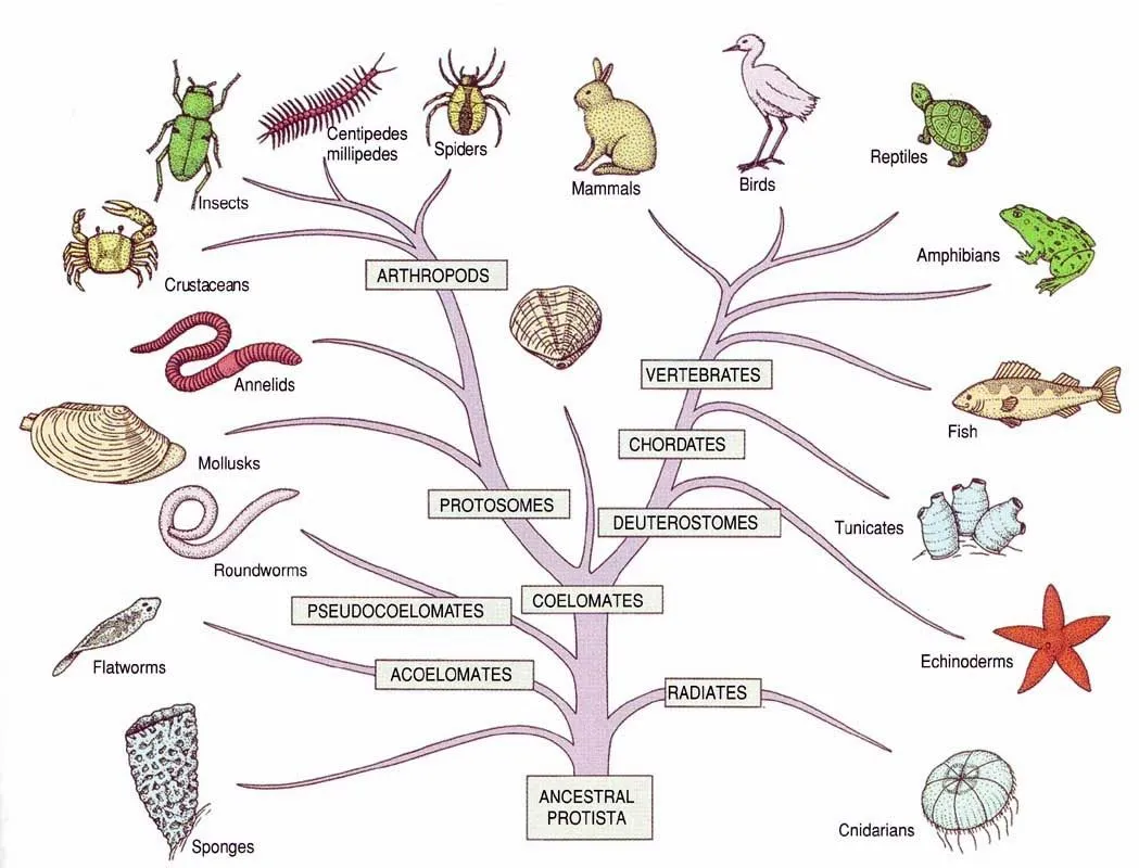 Los reinos de la naturaleza - Imagui