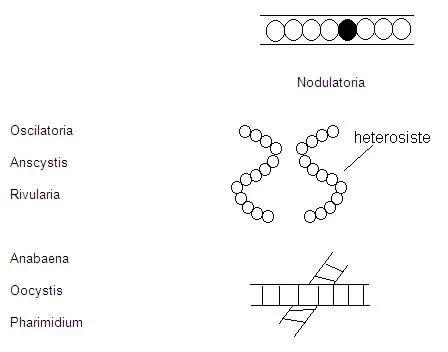 Los reinos de la vida (página 2) - Monografias.com