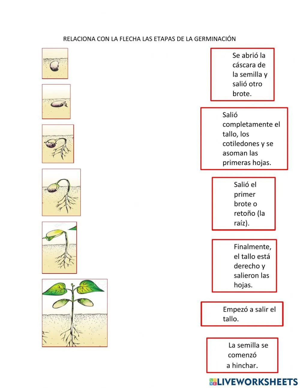 Relaciona con las flechas las etapas de la germinación worksheet | Ciencias de  la naturaleza, Modelos de diplomas, Sistemas del cuerpo humano