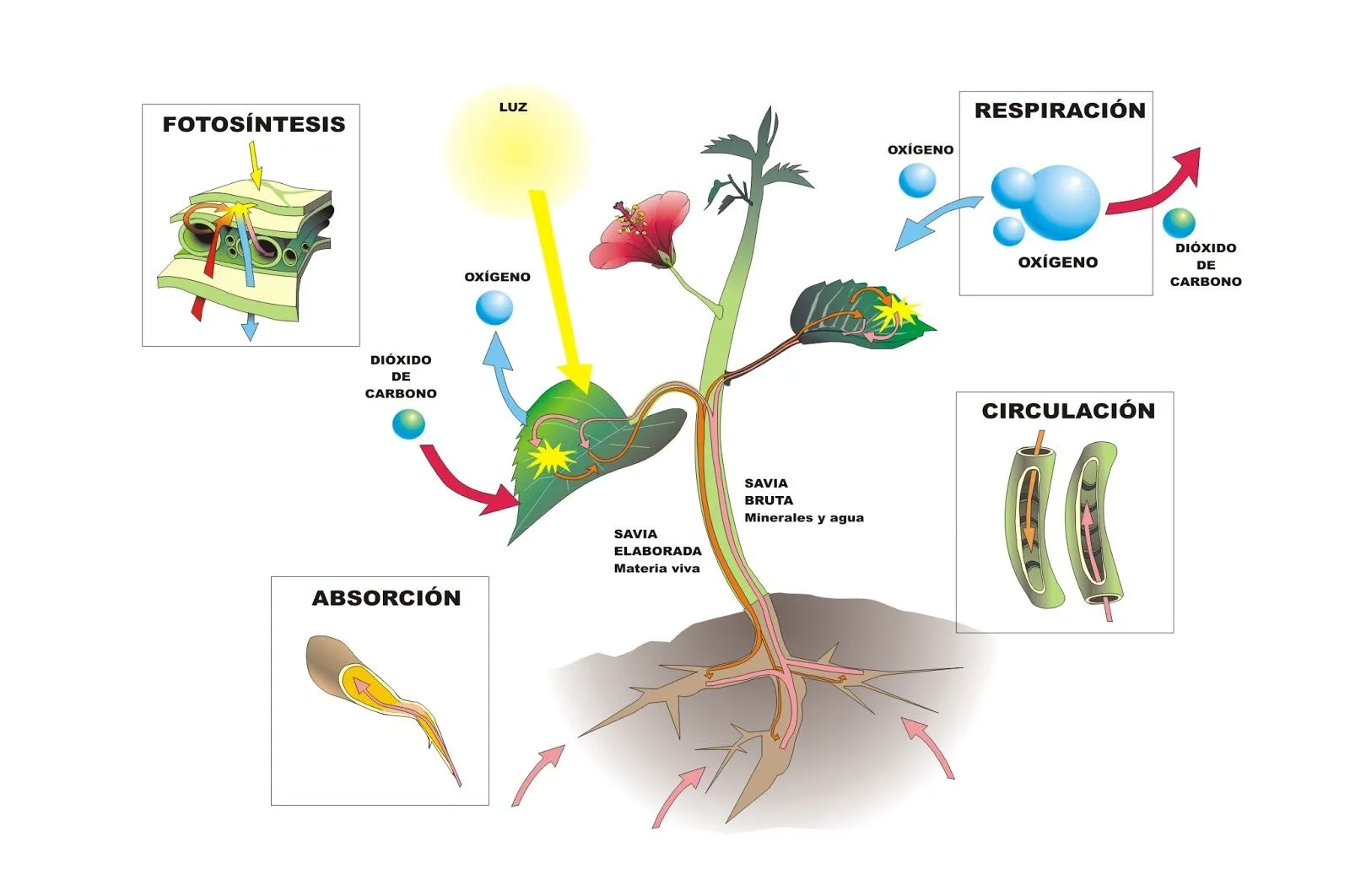 Los relatos de Samid: Plantas. Fotosíntesis y respiración.