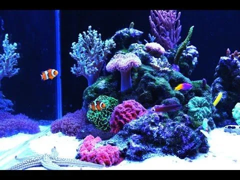 RELAX Full HD Nano Reef Aquarium - YouTube