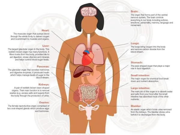 Organi del corpo umano - Imagui