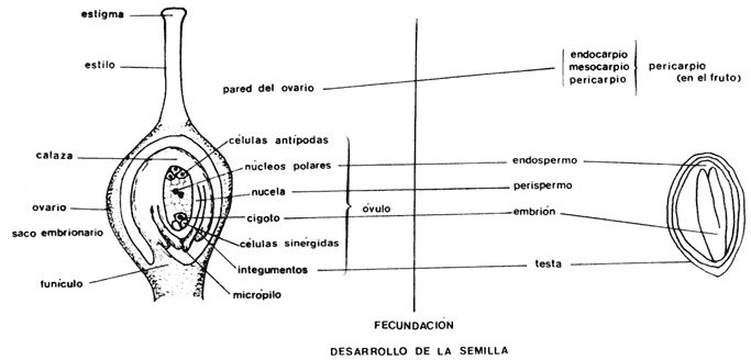 I. LAS SEMILLAS