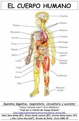 Para repasar las partes internas del cuerpo humano: el aparato ...