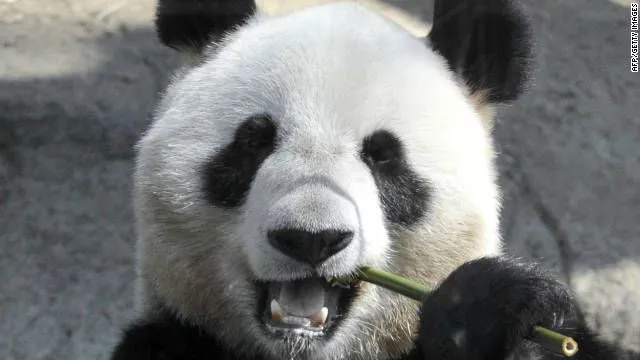 Report: Panda may have faked pregnancy for more food - CNN.com