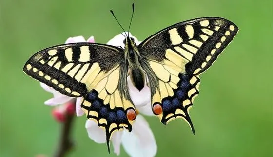 Reportajes para niños - De la oruga a la mariposa