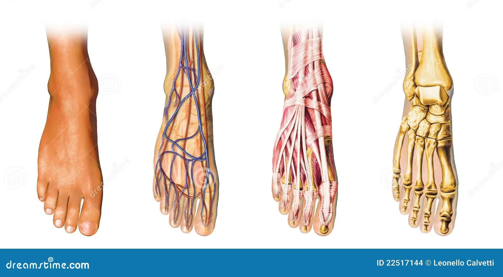 Representación Del Corte De La Anatomía Del Pie Humano. Imagenes ...