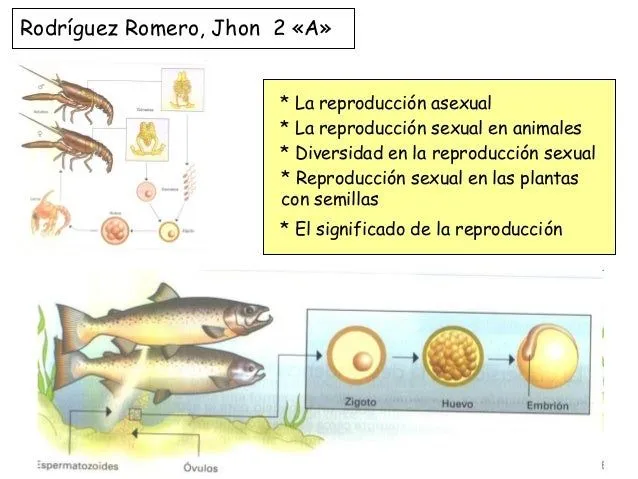 Reproduccion animal (2 a)