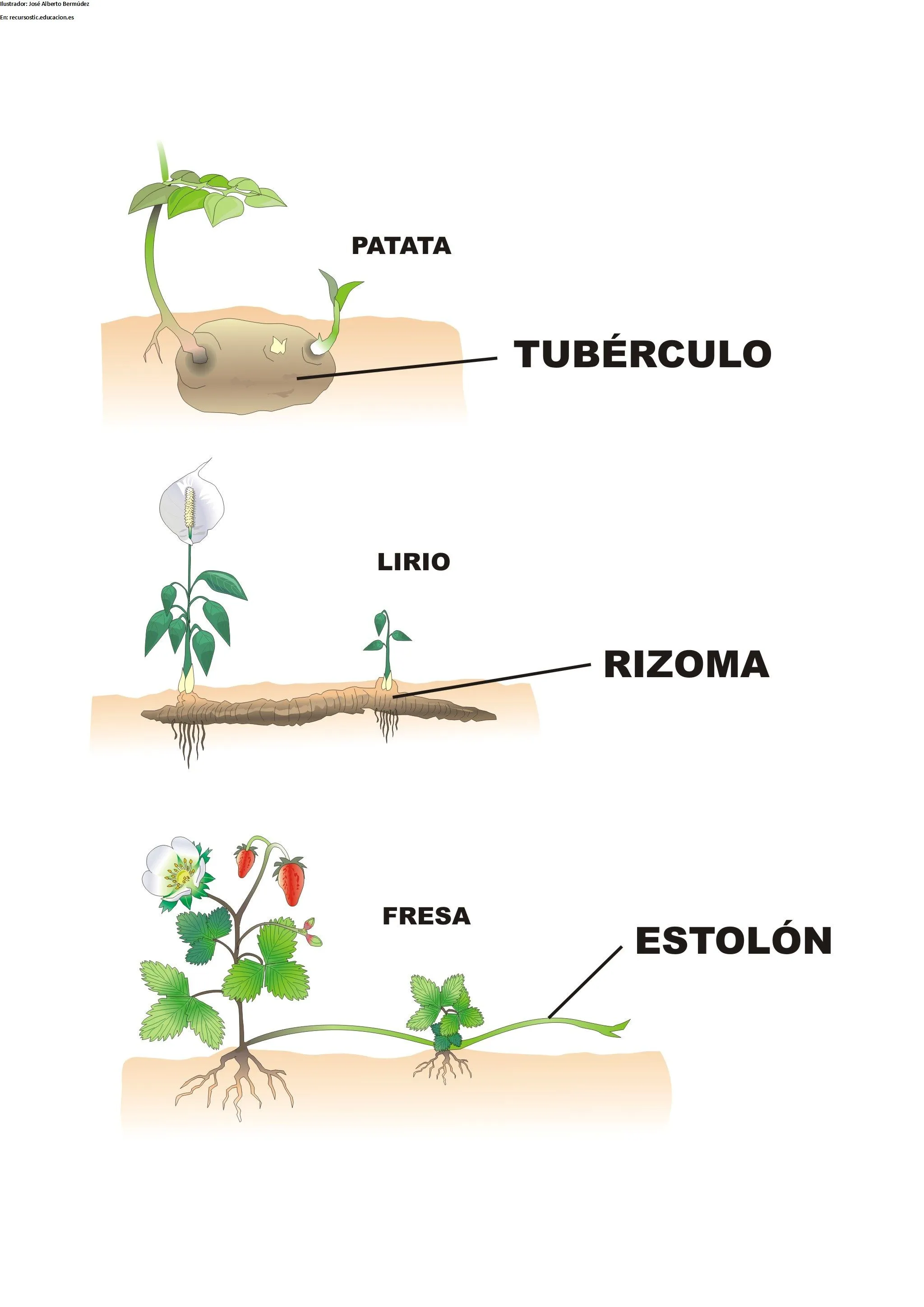 ciclo de vida de una planta - Currículum en línea. MINEDUC ...