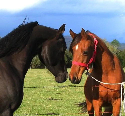 Cómo es la reproducción de un caballo? | Centro Ecuestre La Cañada