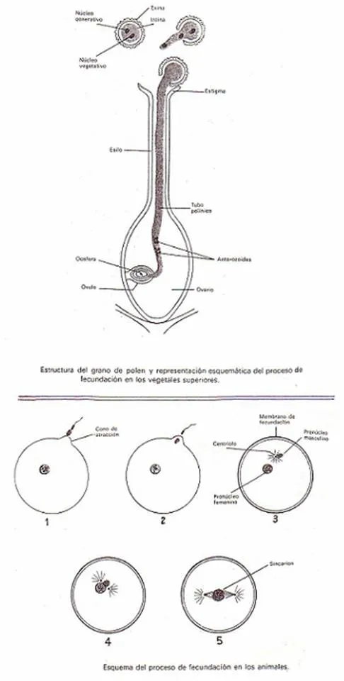 LA REPRODUCCIÓN: CONCEPTOS GENERALES. LA MEIOSIS