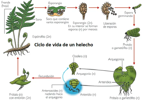 Reproducción, Evolución y Diversidad | Biología.