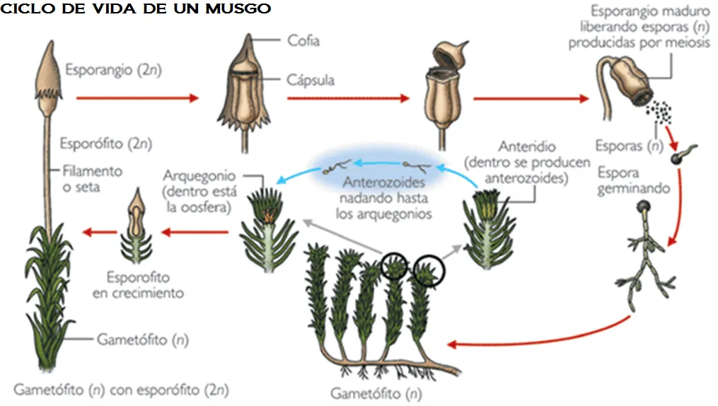 Reproducción, Evolución y Diversidad | Biología.