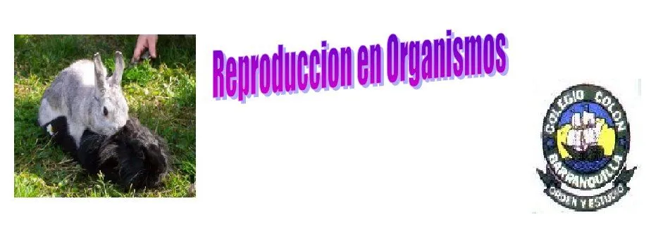 Reproduccion En Los Organismos: Reproduccion En Mamiferos