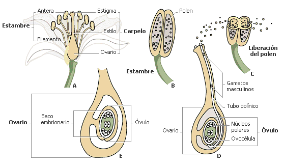 La reproducción de las plantas por semillas - Blogodisea