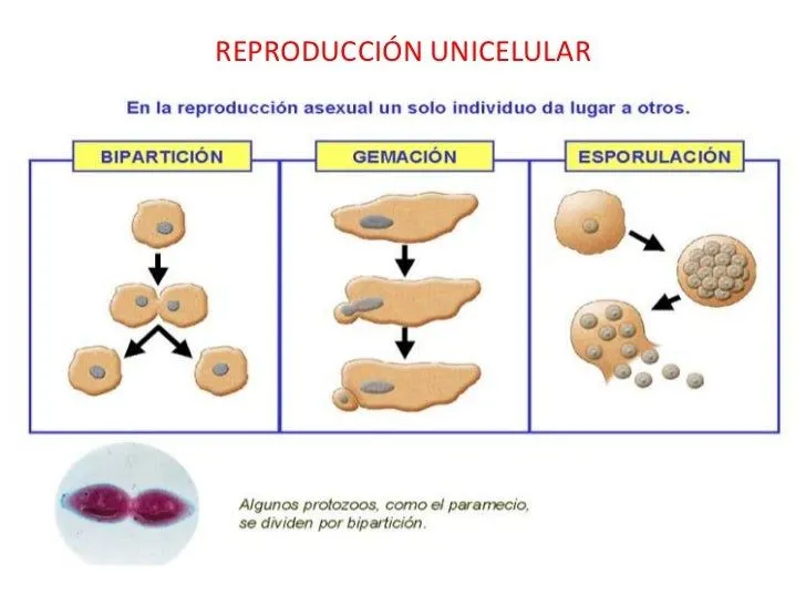 LA REPRODUCCIÓN EN LOS SERES VIVOS