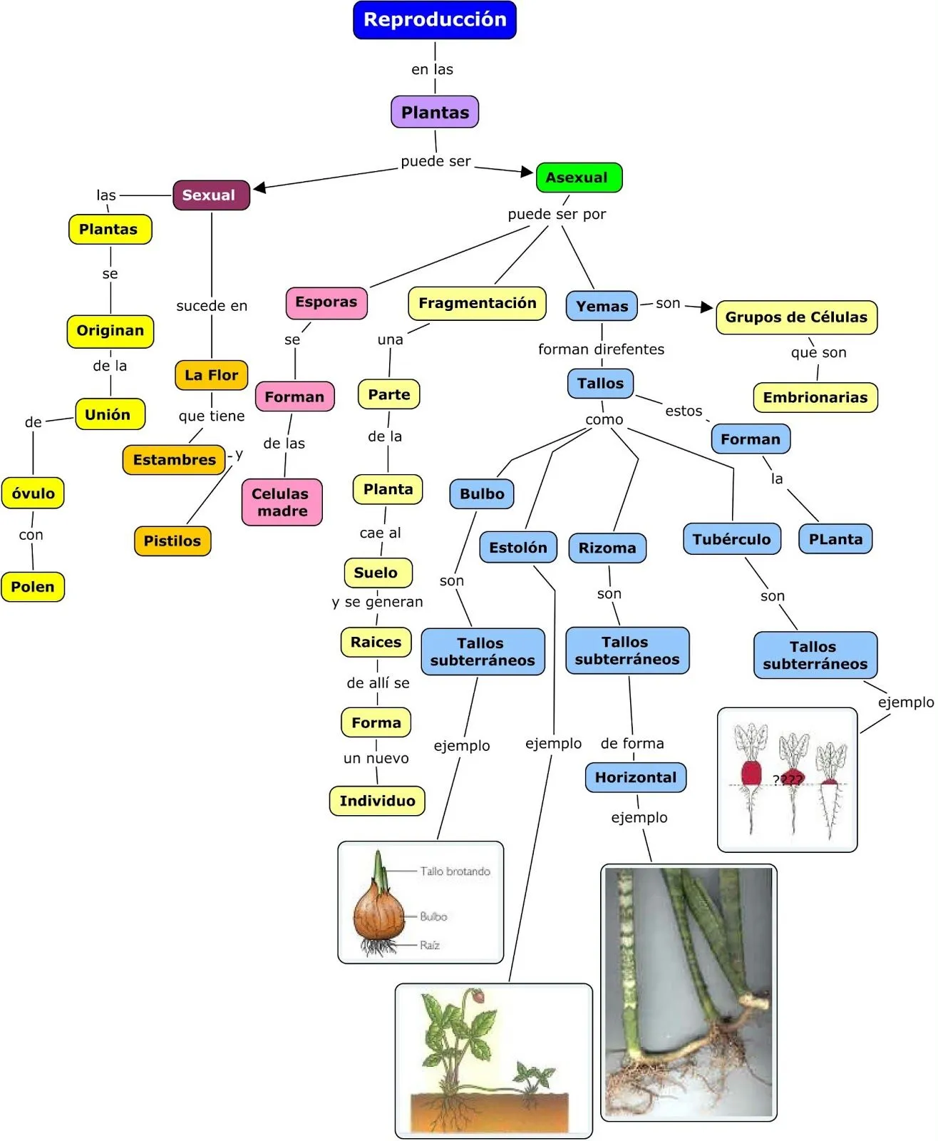 Reproducción de los seres vivos: Reproducción en las plantas, esquema.