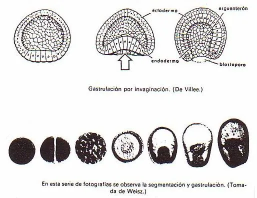 LA REPRODUCCIÓN SEXUAL. EL DESARROLLO EMBRIONARIO