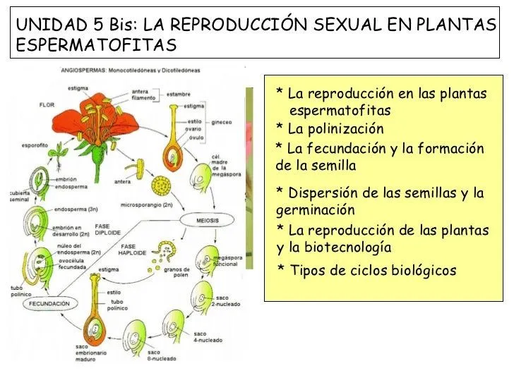 La reproducción sexual en plantas espermatofitas 2009 10