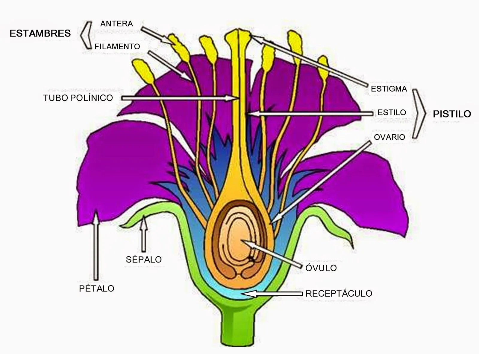 reproduccion vegetal