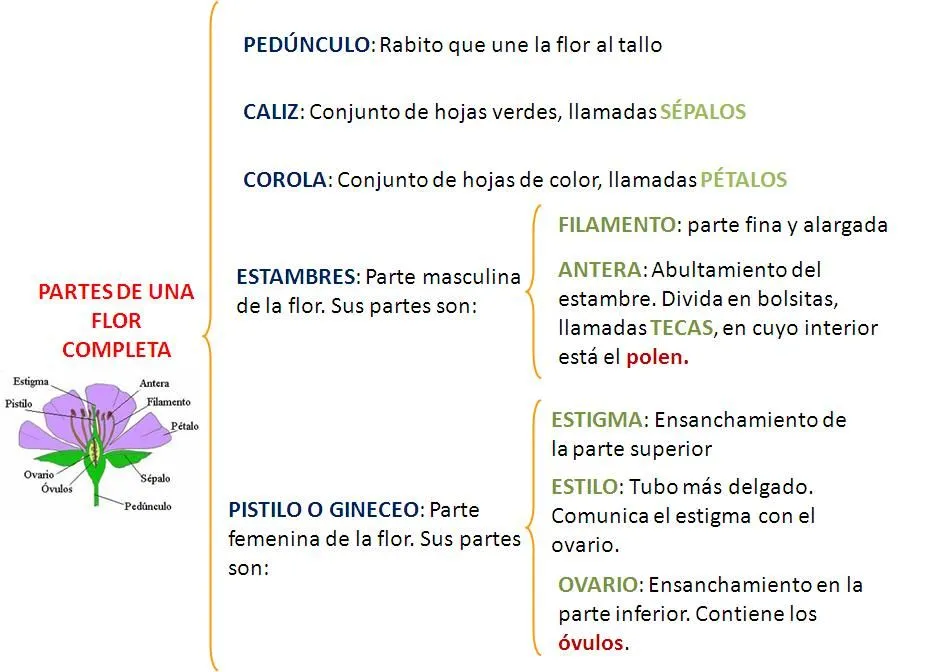  ... reproductores de las plantas recuerda las partes de una flor completa