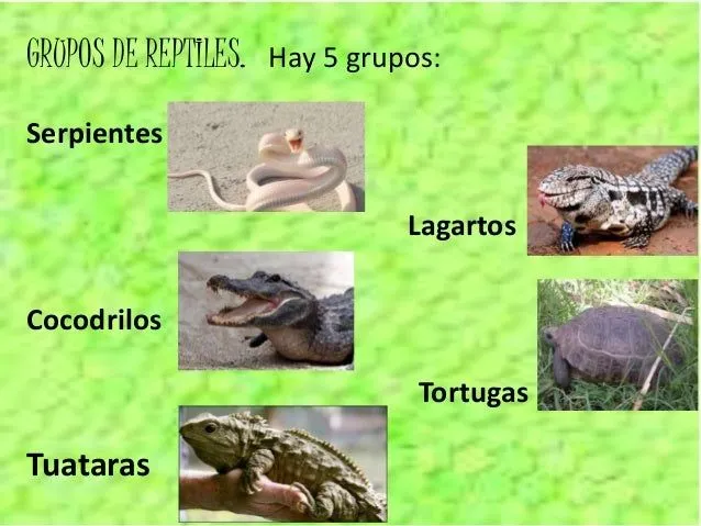 reptiles-7-638.jpg?cb=1416299762