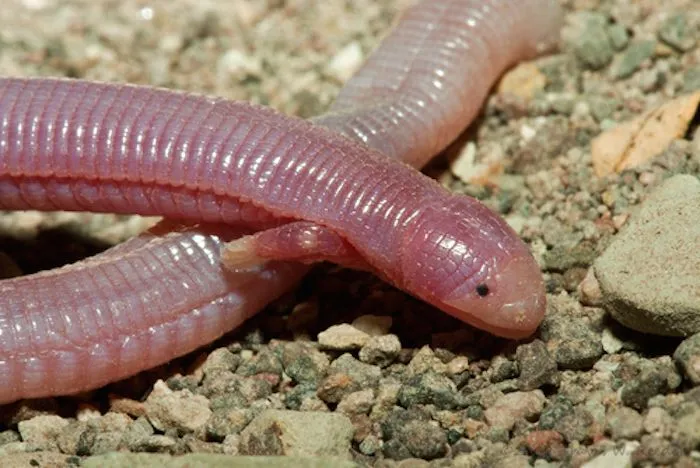 Reptiles Bipedidae: culebras mexicanas con manitas